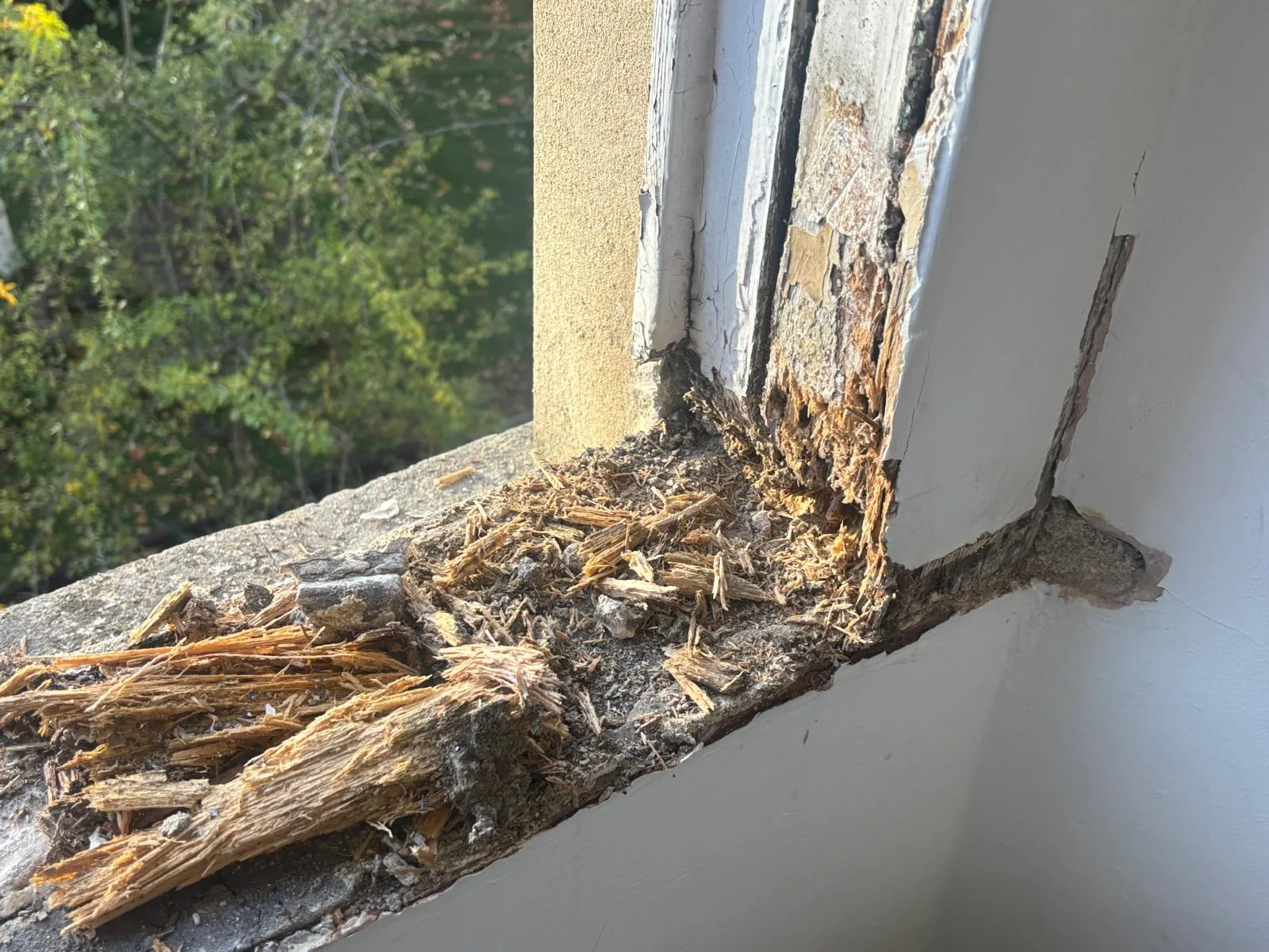rotten sash window sill before repair Close-up of rotten timber at a sash window sill.